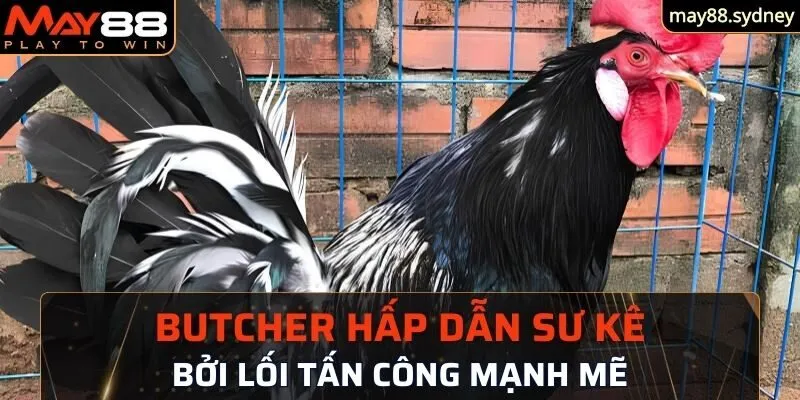 Giống gà chọi Mỹ Butcher hấp dẫn sư kê bởi lối tấn công mạnh mẽ