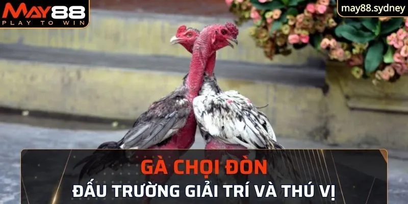 thông tin cần thiết về gà chọi đòn