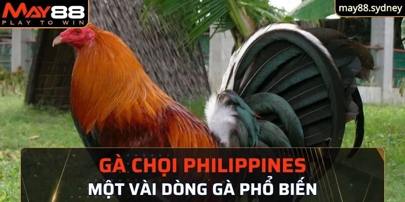 Dòng gà chọi phổ biến nhất