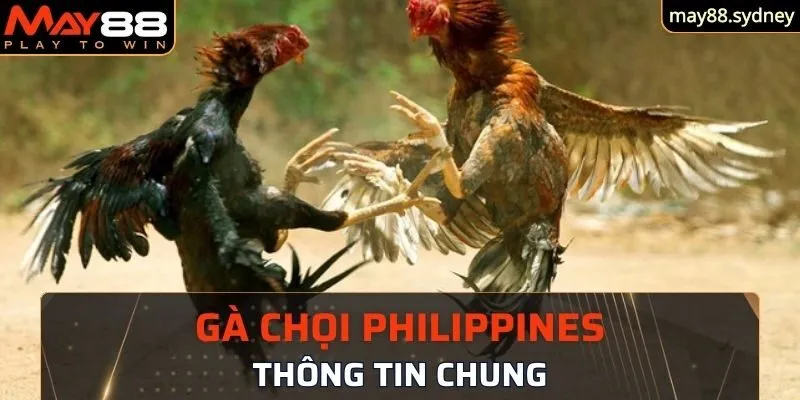 Thông tin chung về gà chọi Philippines