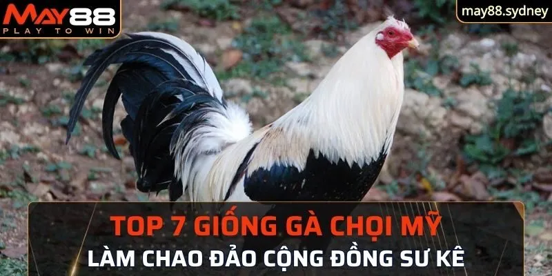 thông tin các giống gà chọi Mỹ nổi tiếng