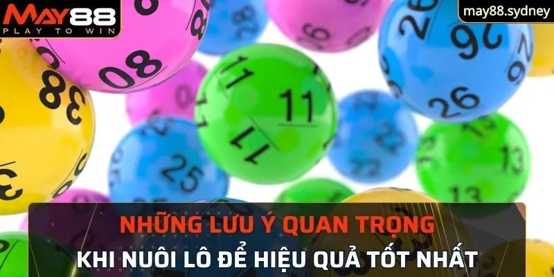 Những lưu ý quan trọng khi nuôi lô đề hiệu quả tốt nhất